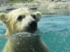 polarni medved u vodi