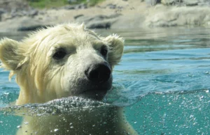 polarni medved u vodi