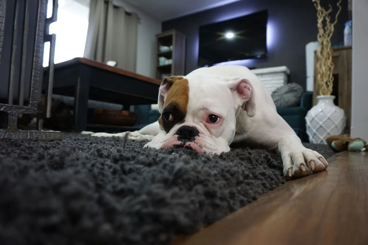 Kućni ljubimac na tepihu u stanu