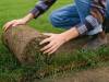 Tepih trava kako postaviti