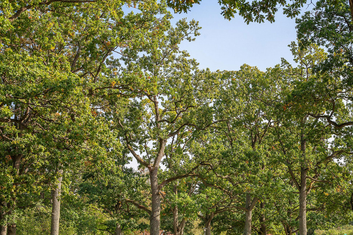 Rasprostranjenost listopadnog drveća je od velike važnosti za biodiverzitet